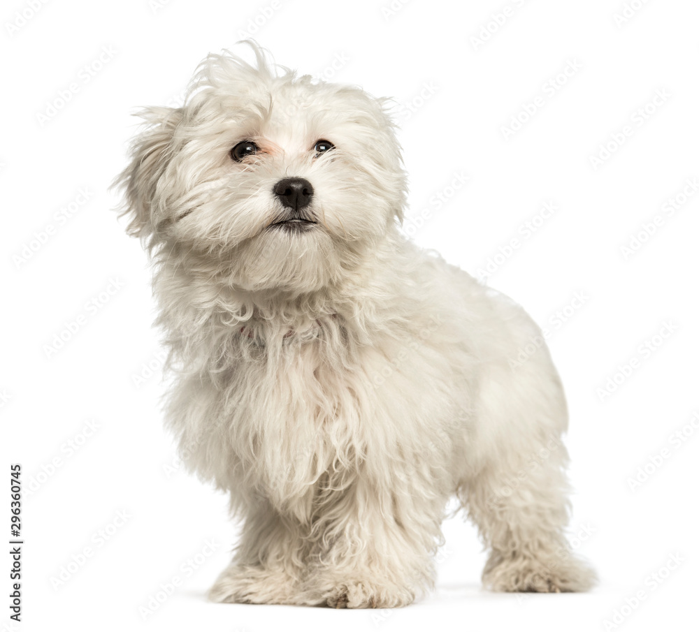 Maltese puppy, 4 months, standing against white background