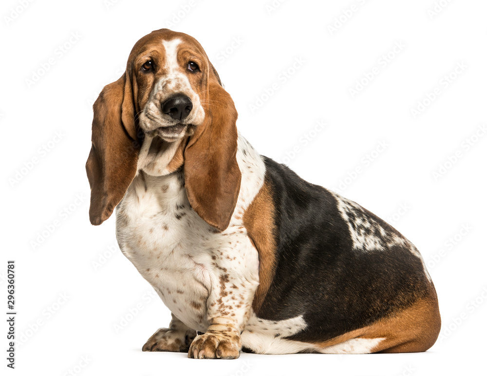 Basset Hound sitting against white background Basset Hound sitting against white background