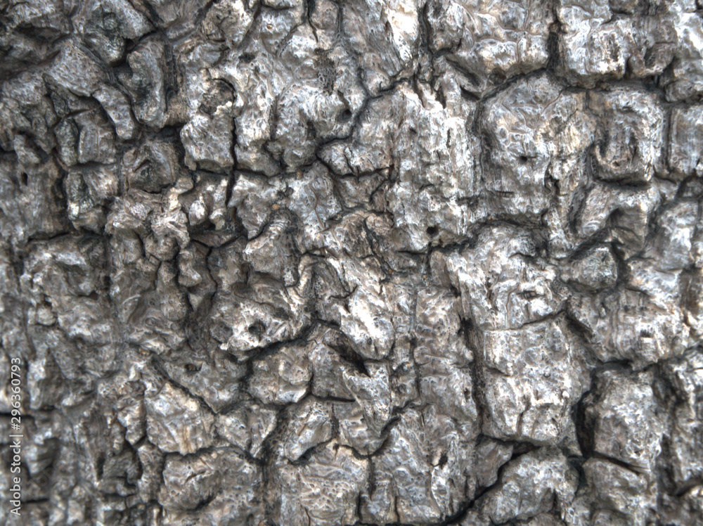 Tree texture background of old Tree in the Nature park Tree texture background of old Tree in the Nature park