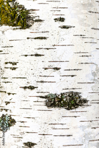Foto part of white trunk of birch tree close up