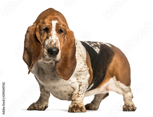 Basset Hound standing against white background