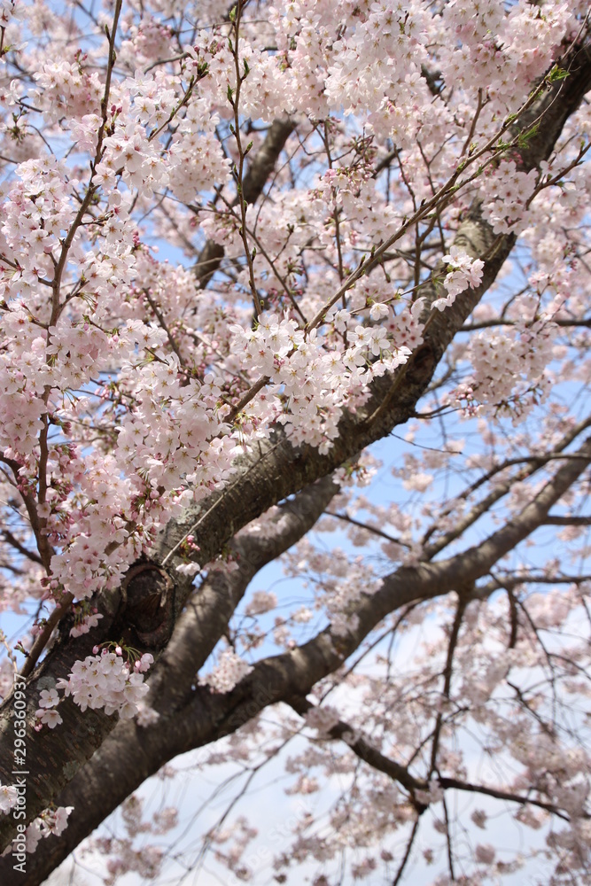 ふくふく地蔵の桜 ふくふく地蔵の桜