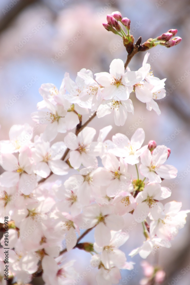 Obraz premium ふくふく地蔵の桜