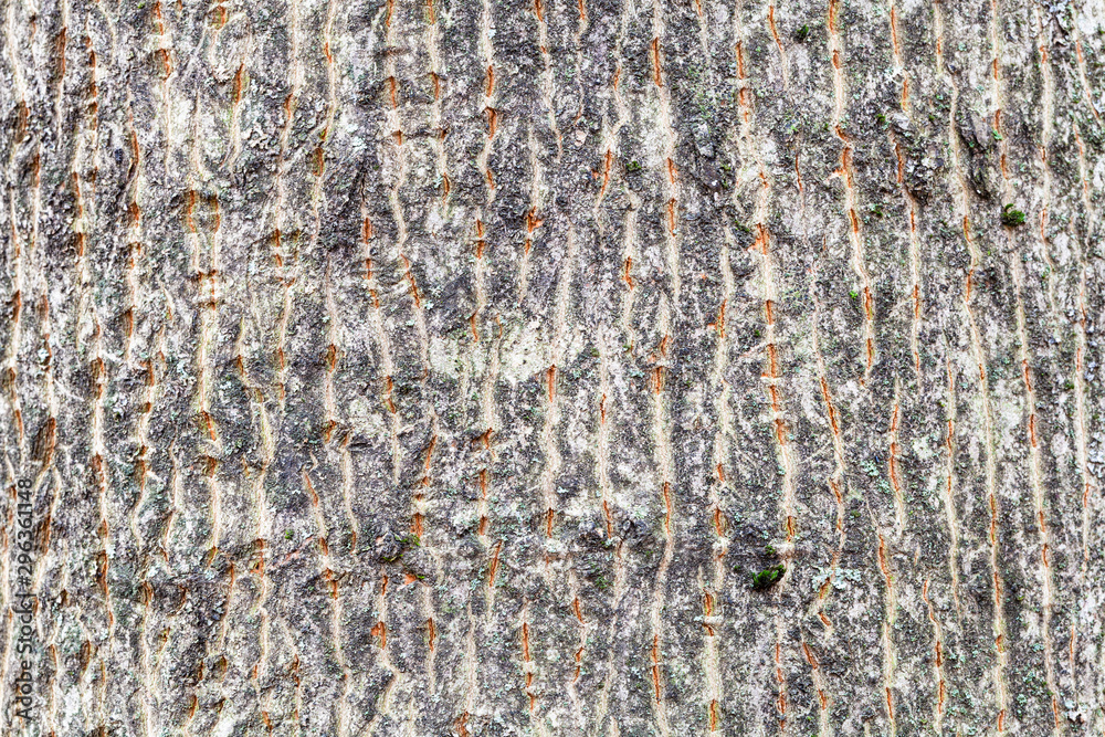 Fototapeta premium furrowed bark on trunk of maple tree close up