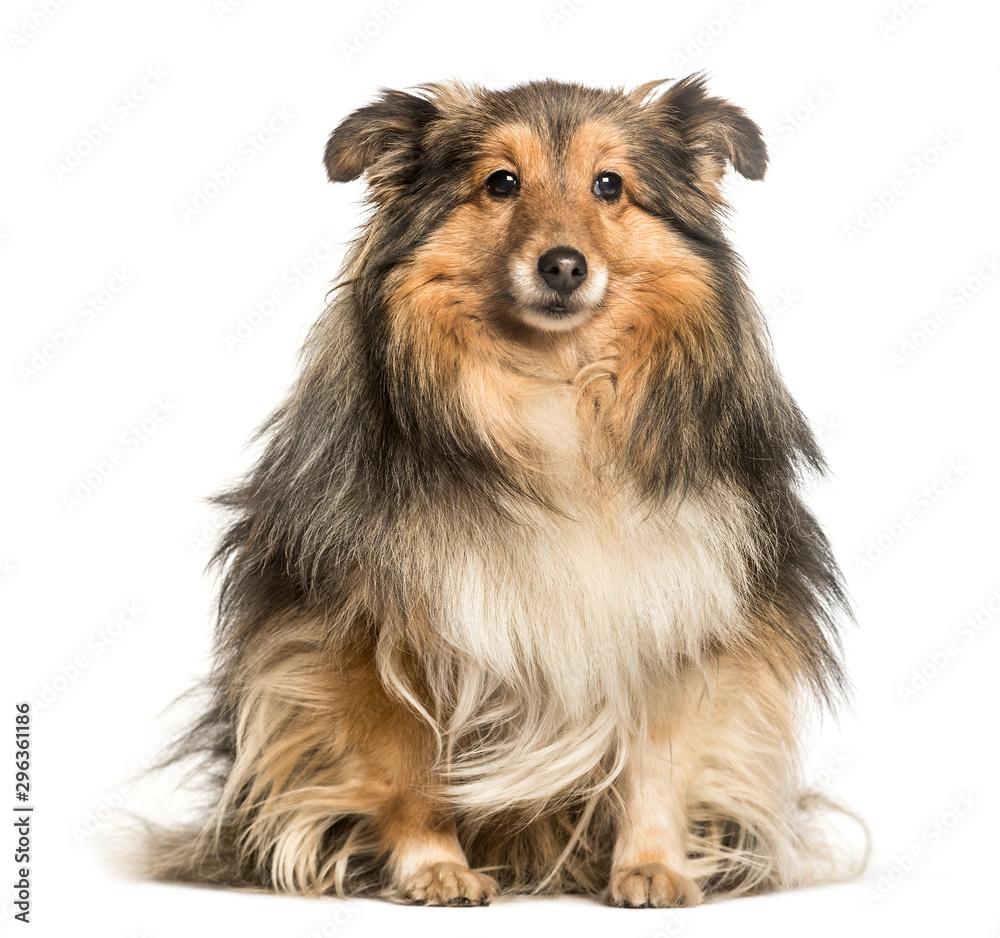 Shetland Sheepdog, Sheltie, sitting against white background Shetland Sheepdog, Sheltie, sitting against white background