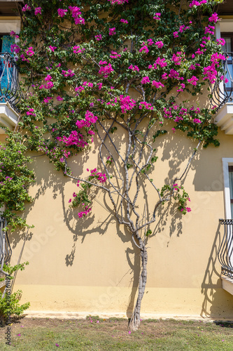 A decorative flower tree adorns the yellow wall of the building in Turkey