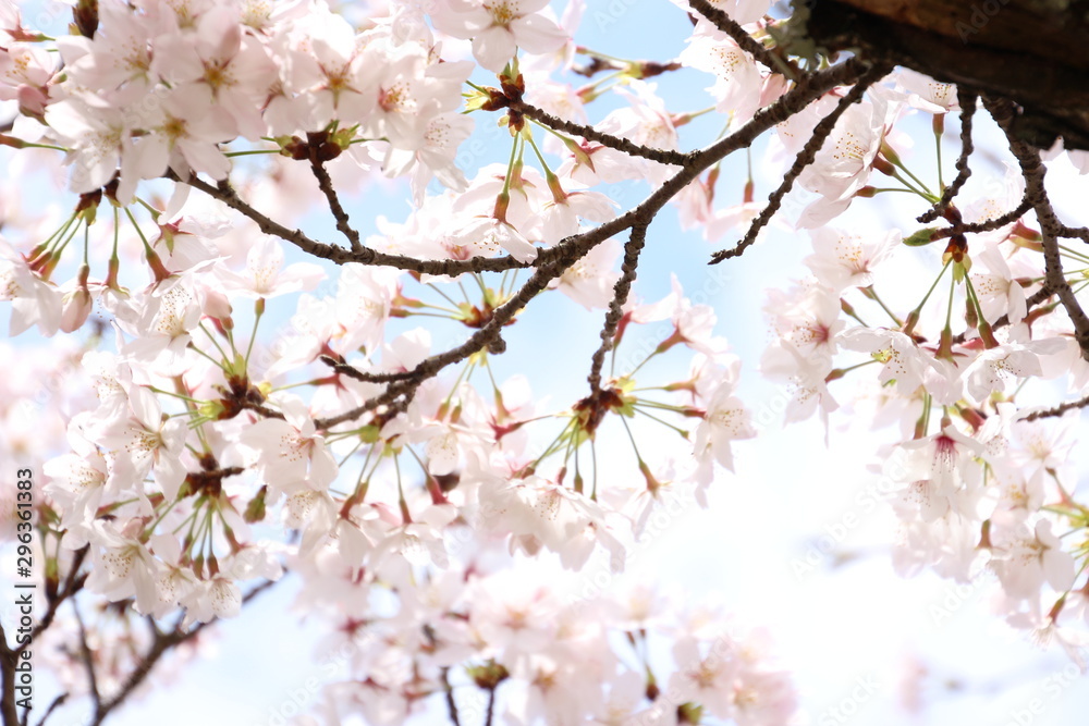 ふくふく地蔵の桜