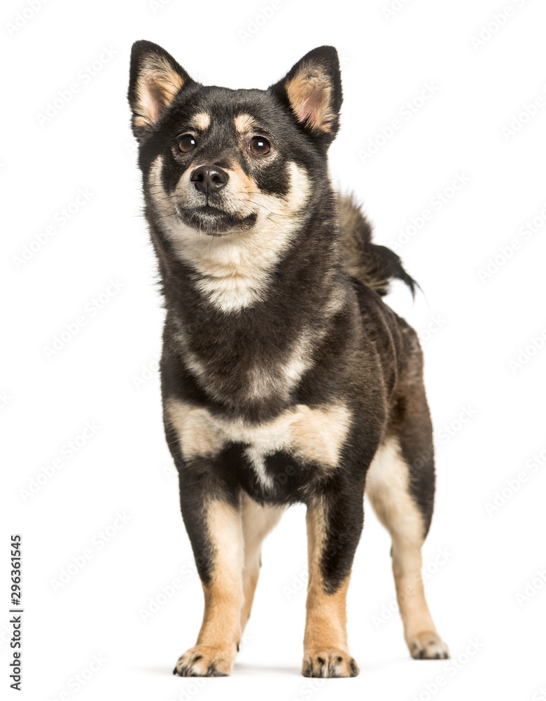 Shiba inu, 11 months, standing against white background
