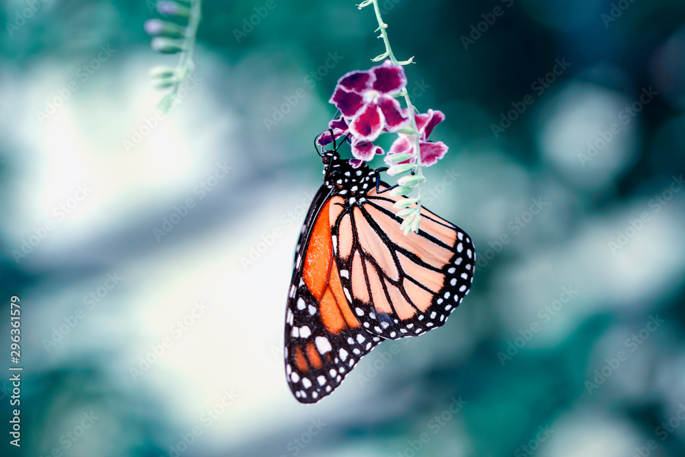 Obraz premium Monarch, Danaus plexippus is a milkweed butterfly (subfamily Danainae) in the family Nymphalidae