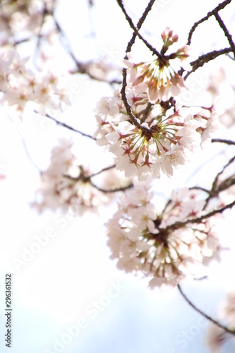 ふくふく地蔵の桜