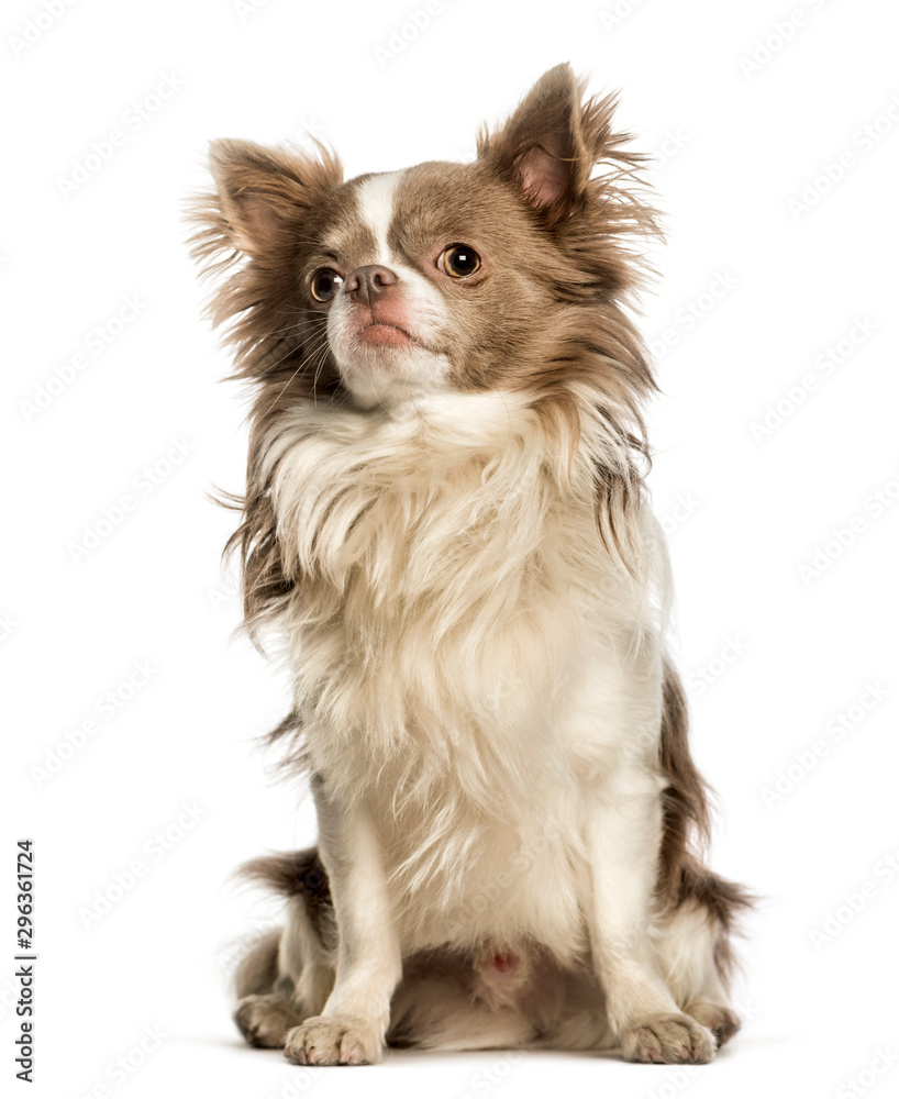 Chihuahua sitting against white background Chihuahua sitting against white background
