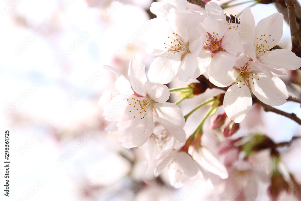 ふくふく地蔵の桜