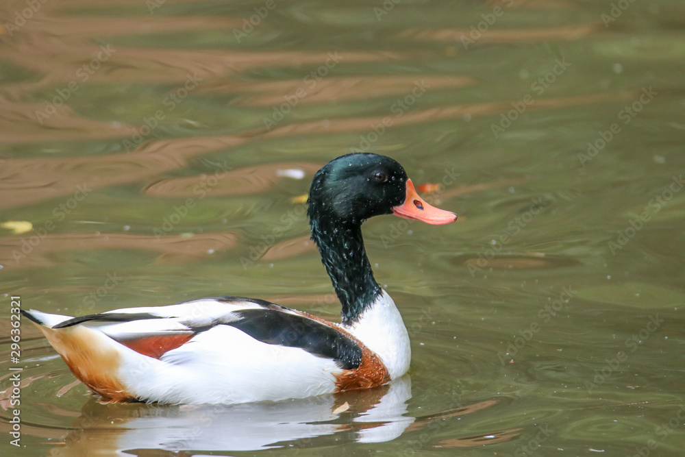 Fototapeta premium Wildenten