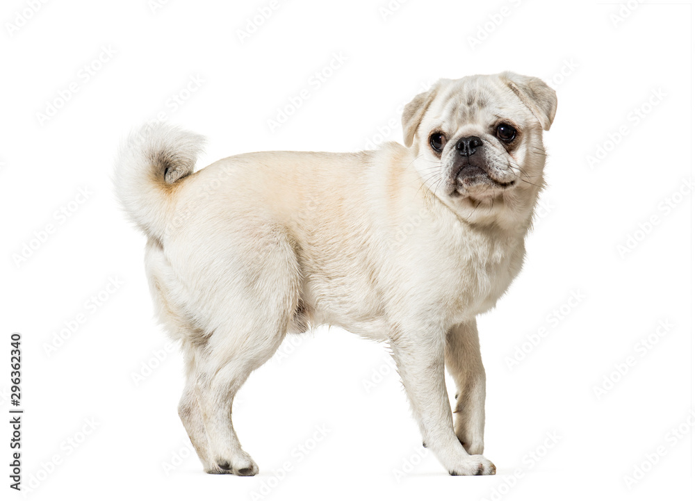 Fototapeta premium Pug standing against white background