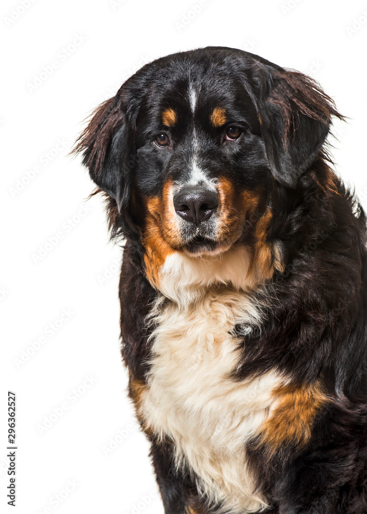 Bernese mountain dog against white background