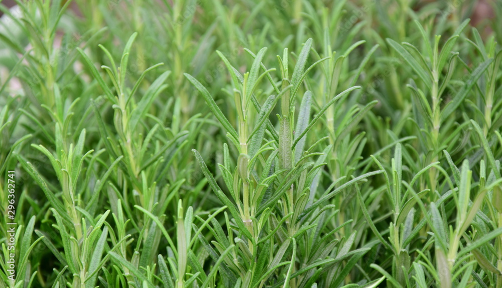 Kräuter - frische Kräuter - Kräutergarten - Kräuter im Topf Kräuter - frische Kräuter - Kräutergarten - Kräuter im Topf