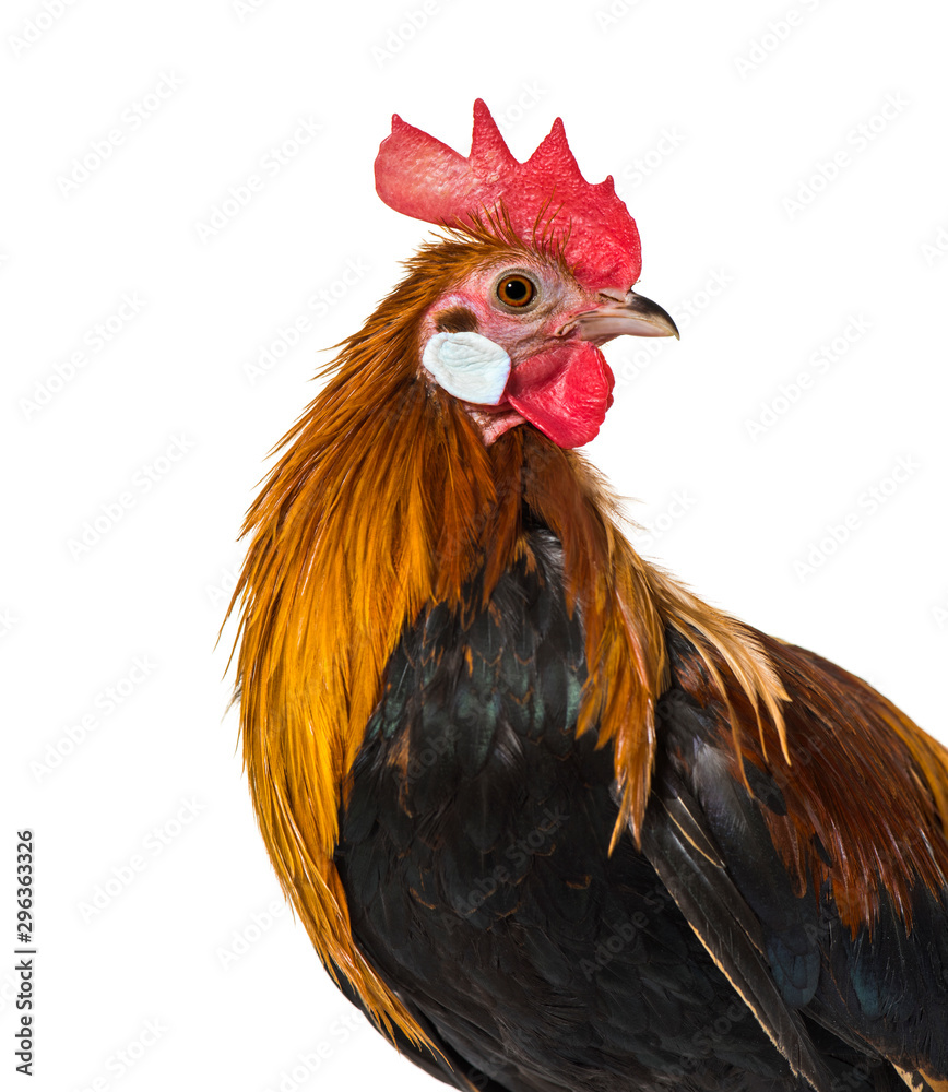 Belgian rooster against white background