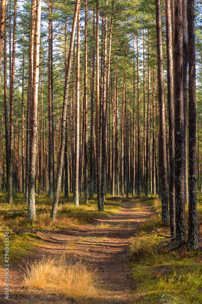 Fototapeta premium landscape in a pine forest