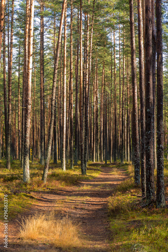 landscape in a pine forest