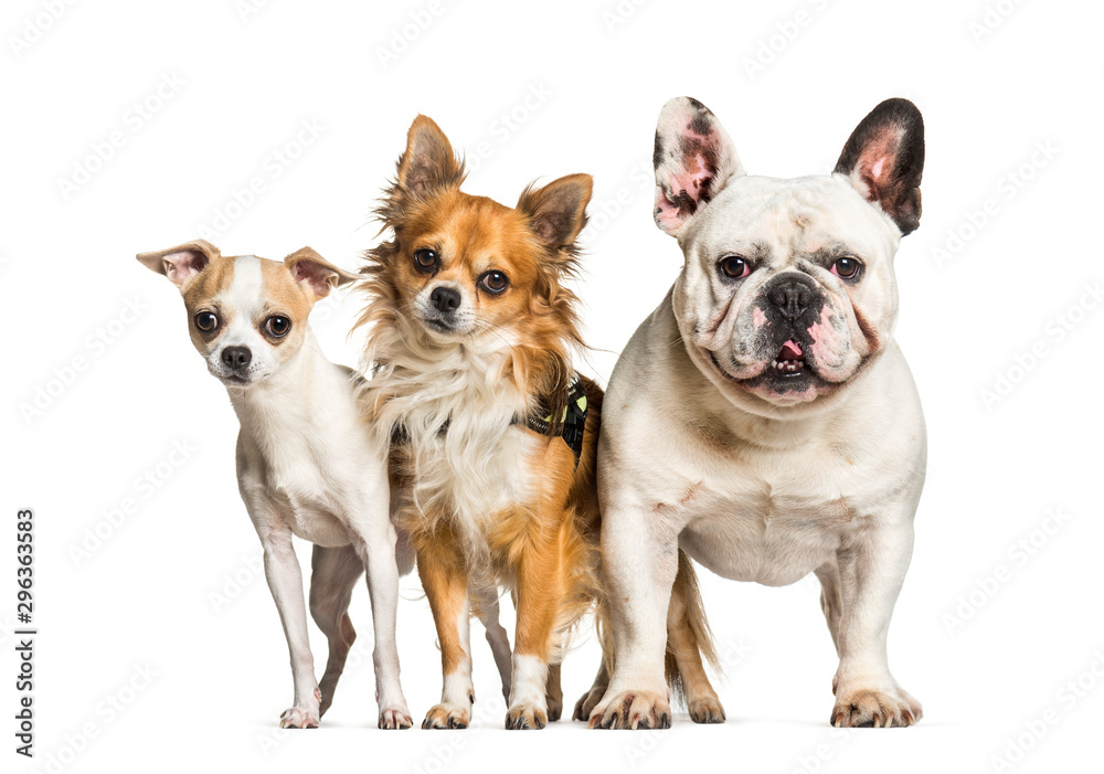 Chihuahuas and French bulldog standing against white background
