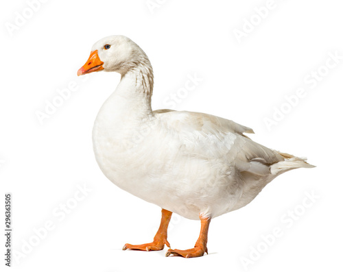 Fototapet Domestic goose standing against white background