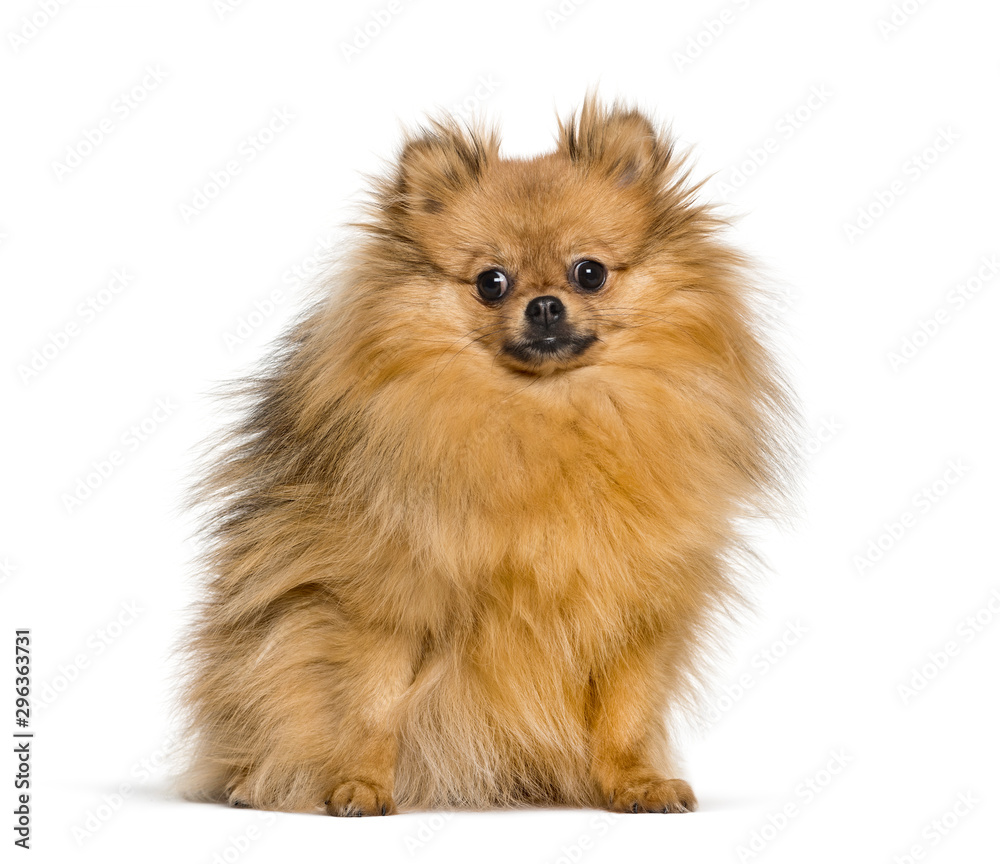 Spitz sitting against white background Spitz sitting against white background