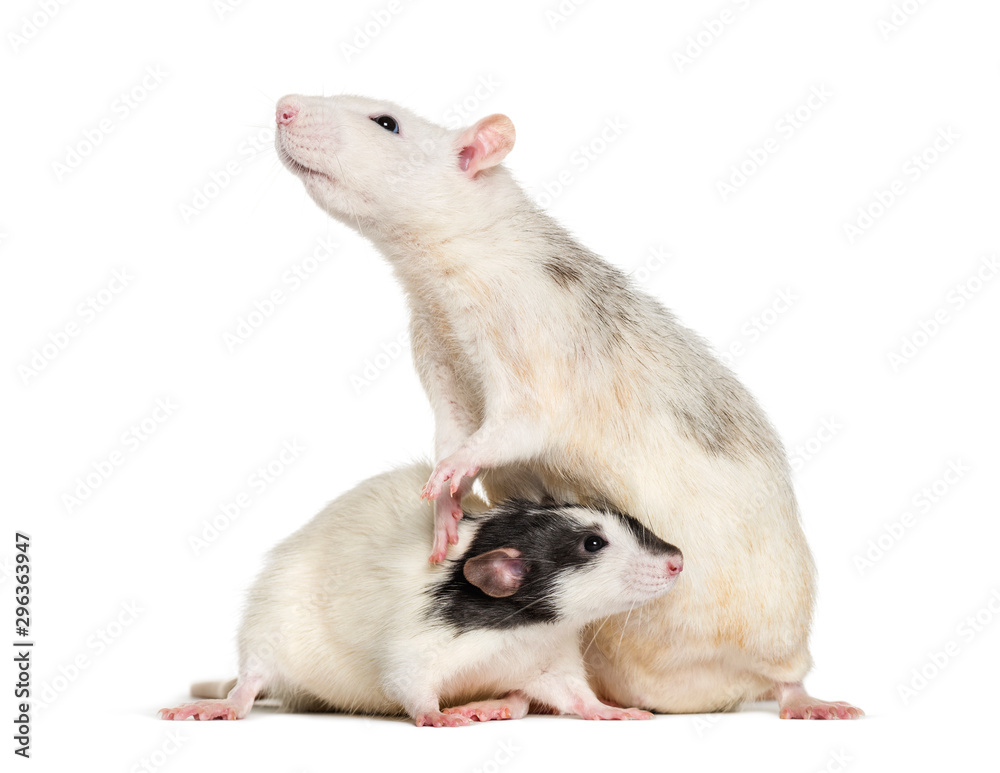 Domestic rats against white background