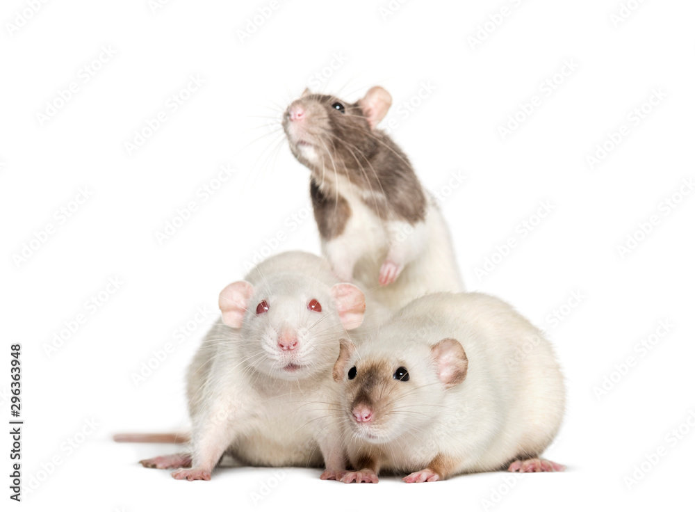 Domestic rats against white background Domestic rats against white background