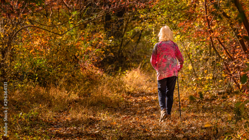 Fototapeta premium Senior woman hiking in the woods through colorful autumn foliage