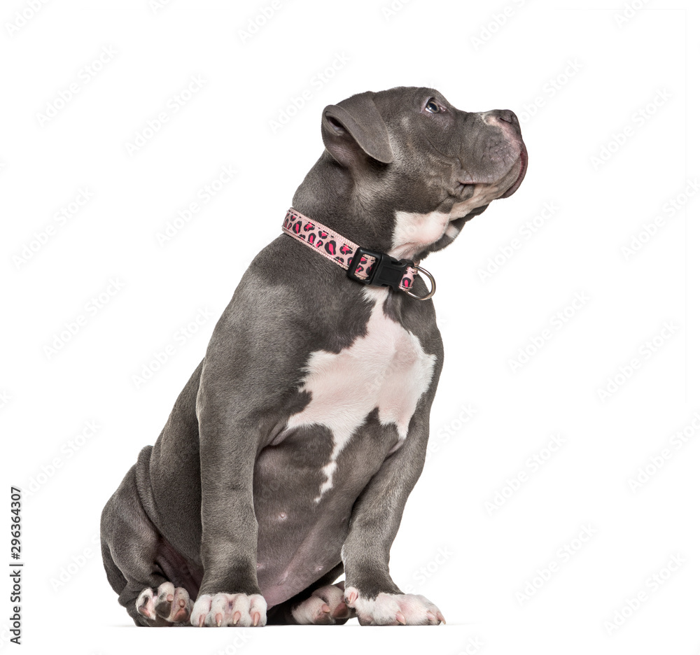 Young American Bully sitting against white background