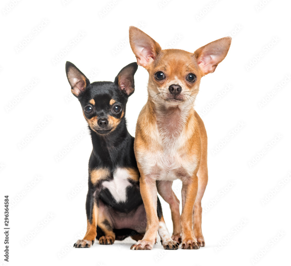 Two Chihuahuas sitting against white background