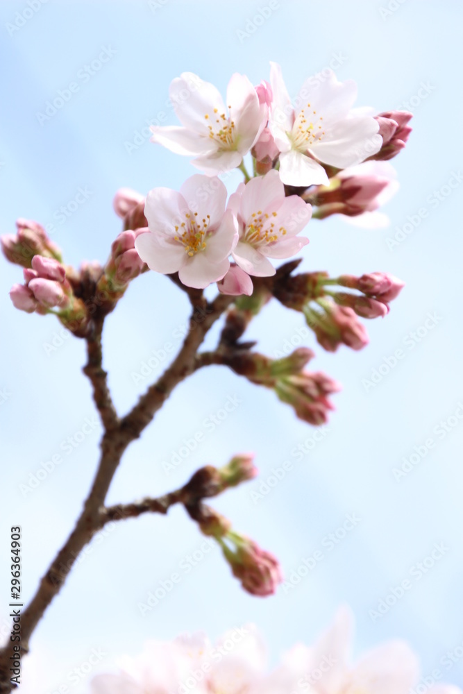 ふくふく地蔵の桜