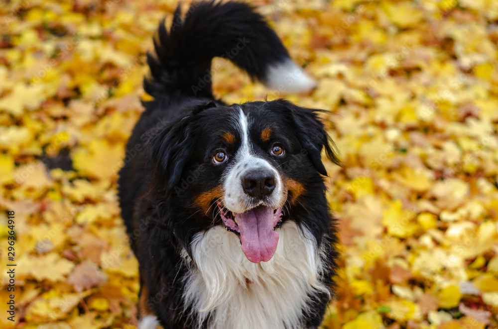 bernese mountain dog with autumn yellow and red leaves. dog head smile