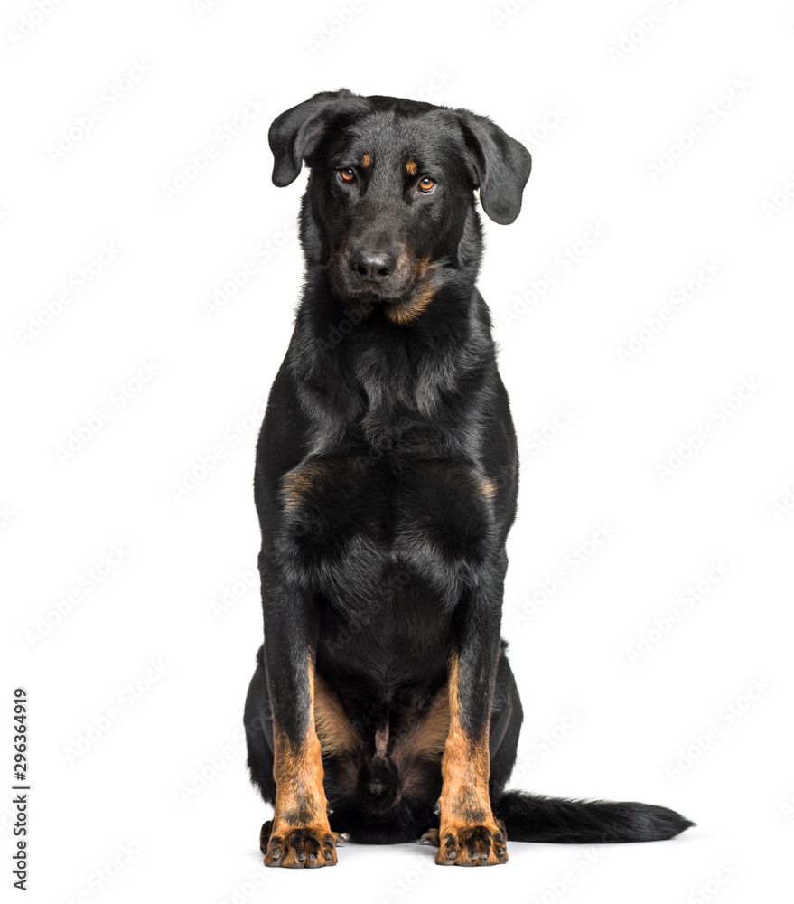 Beauceron sitting against white background Beauceron sitting against white background