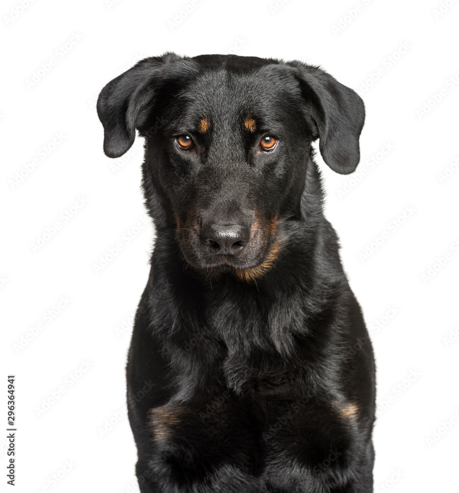 Cloe-up of a Beauceron isolated on white Cloe-up of a Beauceron isolated on white