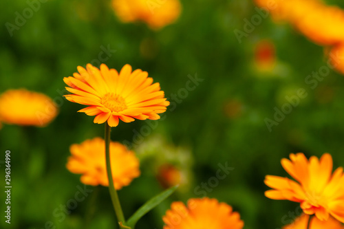 Calendula officinalis  the pot marigold  ruddles  common marigold or Scotch marigold.