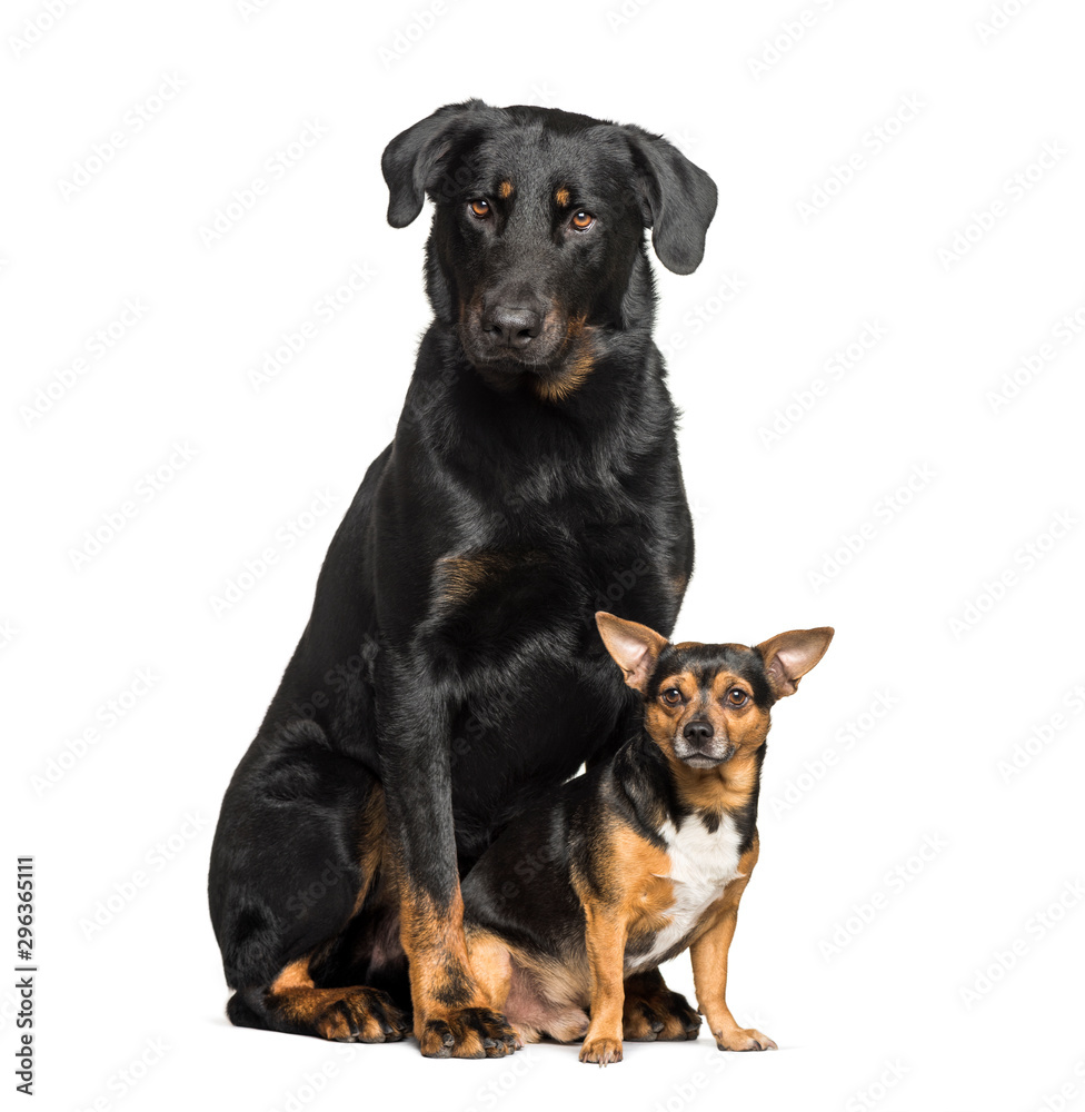 Beauceron with a mixed-breed dog sitting isloated on white