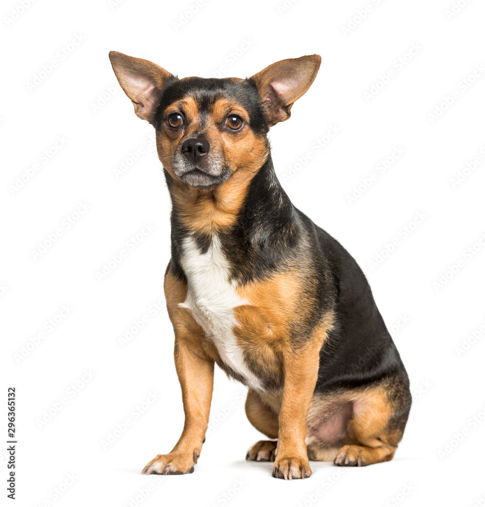 mixed-breed dog with chihuahua sitting against white background mixed-breed dog with chihuahua sitting against white background