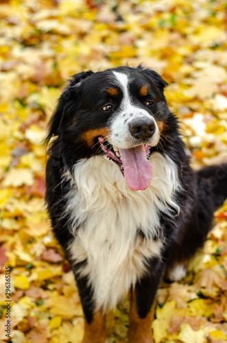 Fototapeta Naklejka Na Ścianę i Meble -  bernese mountain dog with autumn yellow and red leaves. dog head smile