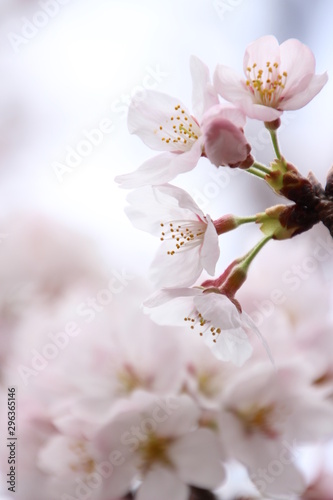 ふくふく地蔵の桜 © blue moon dragon 
