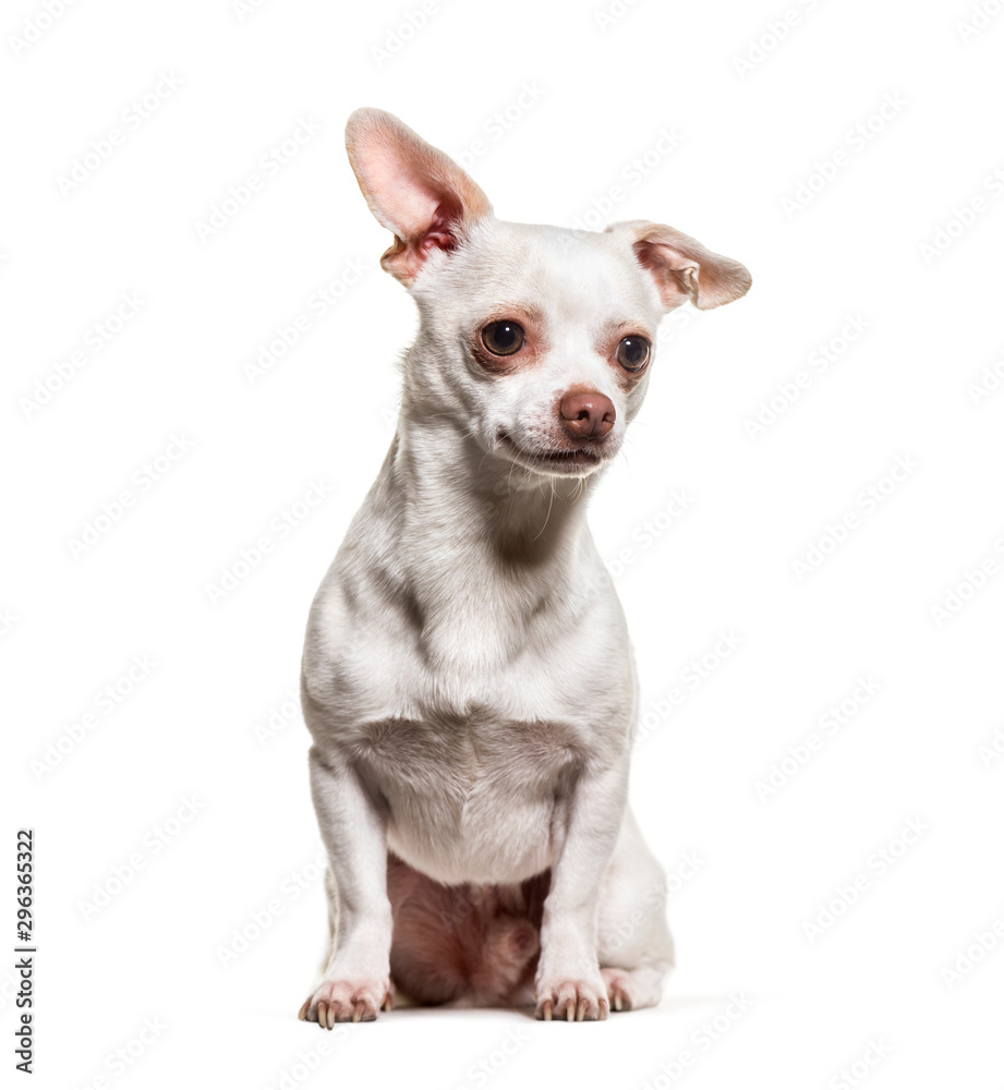 Chihuahua dog sitting against white background