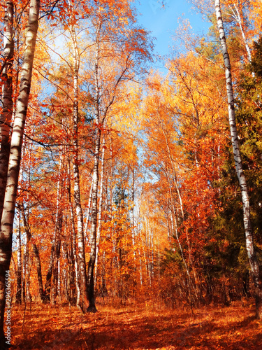 autumn landscape forest with yellow red leaves with sunny light beams