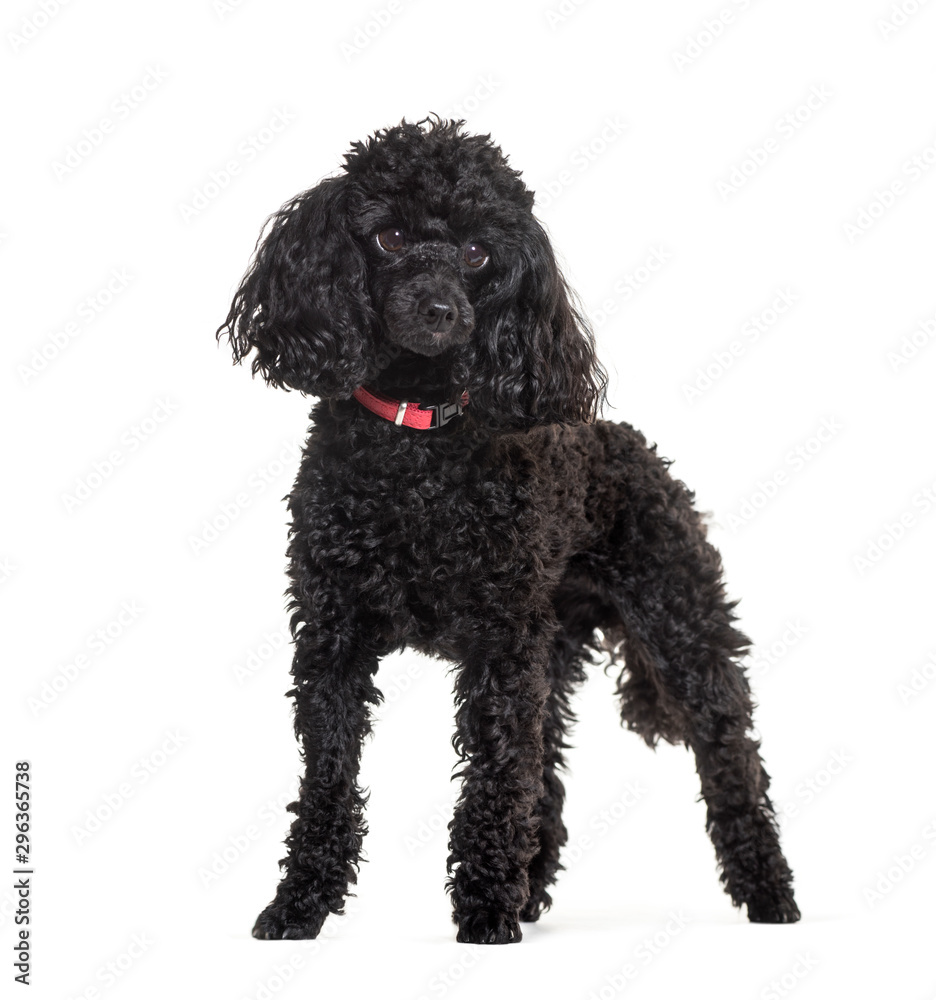 Poodle standing against white background Poodle standing against white background