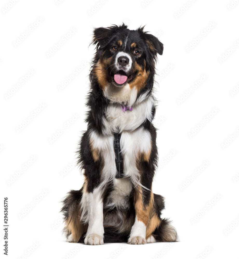 Australian Shepherd sitting against white background