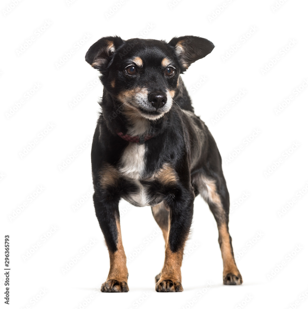 Mixed-breed dog standing against white background Mixed-breed dog standing against white background