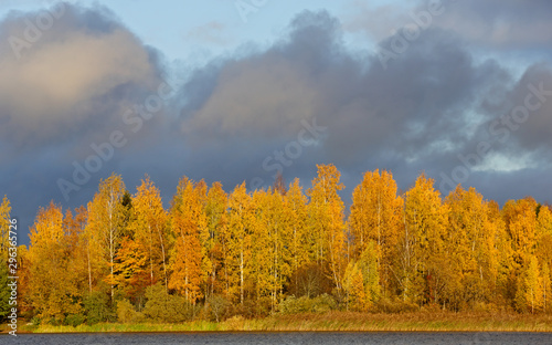 Vászonkép An autumnal landscape with yellow trees and steely and cloudy sky