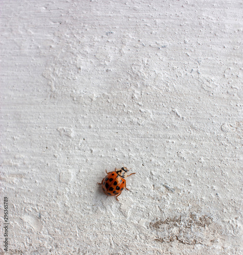 Red ladybug on a grunge white wall with cracks.