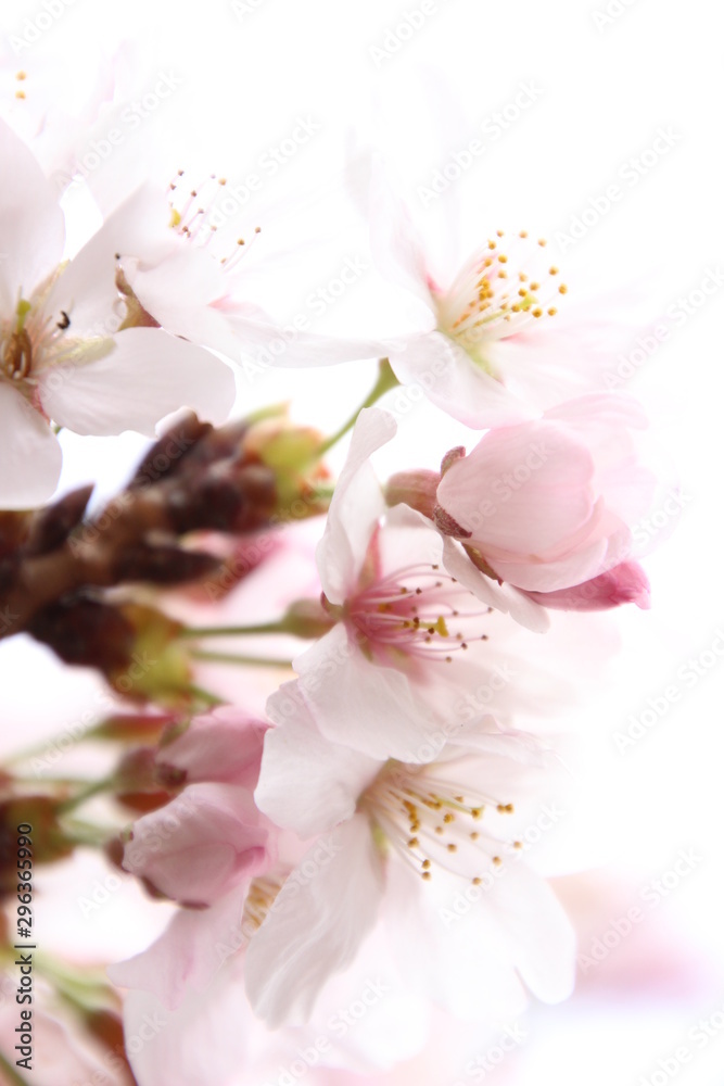 ふくふく地蔵の桜