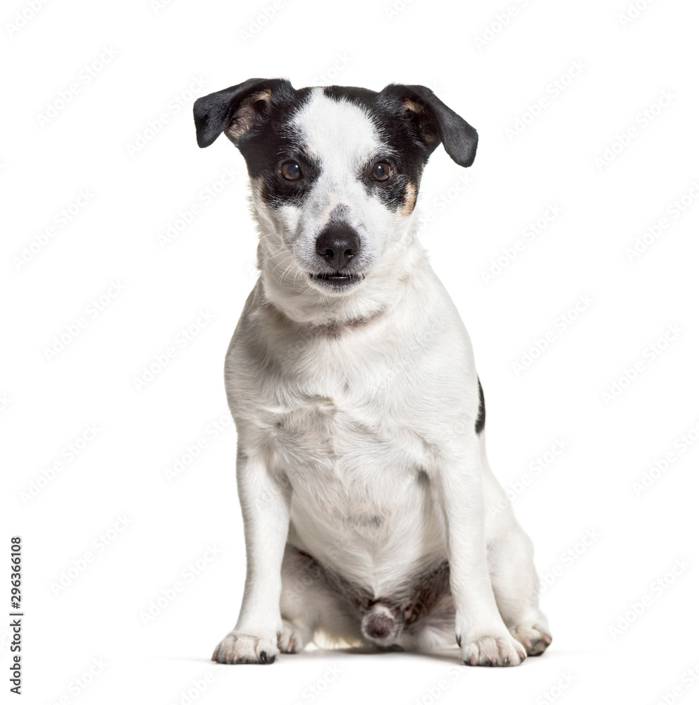 Jack Russell Terrier sitting against white background