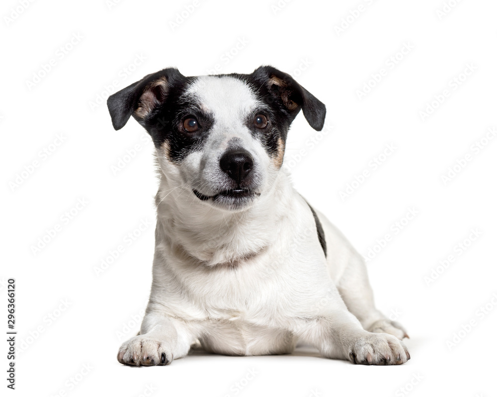 Jack Russell Terrier lying against white background